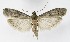  ( - NHMO-DAR-10182)  @14 [ ] CreativeCommons - Attribution Non-Commercial Share-Alike (2016) Unspecified University of Oslo, Natural History Museum