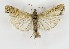  (Euchromius sp. KB01 - NHMO-DAR-9961)  @11 [ ] CreativeCommons - Attribution Non-Commercial Share-Alike (2016) Unspecified University of Oslo, Natural History Museum