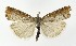  ( - NHMO-DAR-9984)  @13 [ ] CreativeCommons - Attribution Non-Commercial Share-Alike (2016) Unspecified University of Oslo, Natural History Museum