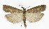  ( - NHMO-DAR-9985)  @13 [ ] CreativeCommons - Attribution Non-Commercial Share-Alike (2016) Unspecified University of Oslo, Natural History Museum