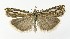  (Crambus pratella - NHMO-DAR-10017)  @14 [ ] CreativeCommons - Attribution Non-Commercial Share-Alike (2016) Unspecified University of Oslo, Natural History Museum