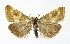  (Cynaeda - NHMO-DAR-10038)  @15 [ ] CreativeCommons - Attribution Non-Commercial Share-Alike (2016) Unspecified University of Oslo, Natural History Museum