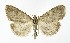  ( - NHMO-DAR-10049)  @13 [ ] CreativeCommons - Attribution Non-Commercial Share-Alike (2016) Unspecified University of Oslo, Natural History Museum