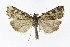  ( - NHMO-DAR-10065)  @14 [ ] CreativeCommons - Attribution Non-Commercial Share-Alike (2016) Unspecified University of Oslo, Natural History Museum