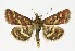  ( - NHMO-DAR-10071)  @11 [ ] CreativeCommons - Attribution Non-Commercial Share-Alike (2016) Unspecified University of Oslo, Natural History Museum