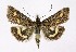  ( - NHMO-DAR-10074)  @14 [ ] CreativeCommons - Attribution Non-Commercial Share-Alike (2016) Unspecified University of Oslo, Natural History Museum