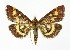  (Pyrausta purpuralis - NHMO-DAR-10075)  @15 [ ] CreativeCommons - Attribution Non-Commercial Share-Alike (2016) Unspecified University of Oslo, Natural History Museum