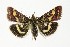  ( - NHMO-DAR-10076)  @14 [ ] CreativeCommons - Attribution Non-Commercial Share-Alike (2016) Unspecified University of Oslo, Natural History Museum