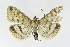  ( - NHMO-DAR-10080)  @13 [ ] CreativeCommons - Attribution Non-Commercial Share-Alike (2016) Unspecified University of Oslo, Natural History Museum