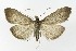  ( - NHMO-DAR-10084)  @11 [ ] CreativeCommons - Attribution Non-Commercial Share-Alike (2016) Unspecified University of Oslo, Natural History Museum