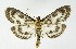  ( - NHMO-DAR-10090)  @13 [ ] CreativeCommons - Attribution Non-Commercial Share-Alike (2016) Unspecified University of Oslo, Natural History Museum