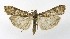  ( - NHMO-DAR-10101)  @14 [ ] CreativeCommons - Attribution Non-Commercial Share-Alike (2016) Unspecified University of Oslo, Natural History Museum