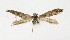  (Parornix sp. KB01 - NHMO-DAR-10197)  @11 [ ] CreativeCommons - Attribution Non-Commercial Share-Alike (2016) Unspecified University of Oslo, Natural History Museum