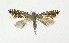  ( - NHMO-DAR-10222)  @13 [ ] CreativeCommons - Attribution Non-Commercial Share-Alike (2016) Unspecified University of Oslo, Natural History Museum