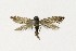  ( - NHMO-DAR-10229)  @13 [ ] CreativeCommons - Attribution Non-Commercial Share-Alike (2016) Unspecified University of Oslo, Natural History Museum