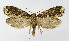  ( - NHMO-DAR-10321)  @14 [ ] CreativeCommons - Attribution Non-Commercial Share-Alike (2016) Unspecified University of Oslo, Natural History Museum