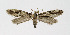  ( - NHMO-DAR-10324)  @14 [ ] CreativeCommons - Attribution Non-Commercial Share-Alike (2016) Unspecified University of Oslo, Natural History Museum