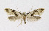  ( - NHMO-DAR-10329)  @14 [ ] CreativeCommons - Attribution Non-Commercial Share-Alike (2016) Unspecified University of Oslo, Natural History Museum