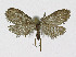  ( - NHMO-DAR-10367)  @13 [ ] CreativeCommons - Attribution Non-Commercial Share-Alike (2016) Unspecified University of Oslo, Natural History Museum