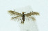  (Bucculatrix cristatella - NHMO-DAR-10374)  @14 [ ] CreativeCommons - Attribution Non-Commercial Share-Alike (2016) Unspecified University of Oslo, Natural History Museum