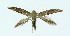  ( - NHMO-DAR-10380)  @11 [ ] CreativeCommons - Attribution Non-Commercial Share-Alike (2016) Unspecified University of Oslo, Natural History Museum