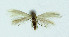  ( - NHMO-DAR-10383)  @11 [ ] CreativeCommons - Attribution Non-Commercial Share-Alike (2016) Unspecified University of Oslo, Natural History Museum