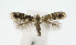  ( - NHMO-DAR-10390)  @13 [ ] CreativeCommons - Attribution Non-Commercial Share-Alike (2016) Unspecified University of Oslo, Natural History Museum