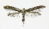 (Caloptilia suberinella - NHMO-DAR-10399)  @14 [ ] CreativeCommons - Attribution Non-Commercial Share-Alike (2016) Unspecified University of Oslo, Natural History Museum