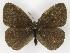  ( - NHMO-DAR-10467)  @14 [ ] CreativeCommons - Attribution Non-Commercial Share-Alike (2016) Unspecified University of Oslo, Natural History Museum