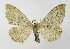  ( - NHMO-DAR-10468)  @14 [ ] CreativeCommons - Attribution Non-Commercial Share-Alike (2016) Unspecified University of Oslo, Natural History Museum