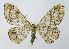  ( - NHMO-DAR-10469)  @14 [ ] CreativeCommons - Attribution Non-Commercial Share-Alike (2016) Unspecified University of Oslo, Natural History Museum