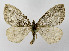  ( - NHMO-DAR-10482)  @14 [ ] CreativeCommons - Attribution Non-Commercial Share-Alike (2016) Unspecified University of Oslo, Natural History Museum