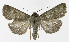  ( - NHMO-DAR-10515)  @13 [ ] CreativeCommons - Attribution Non-Commercial Share-Alike (2016) Unspecified University of Oslo, Natural History Museum