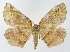  ( - NHMO-DAR-10532)  @14 [ ] CreativeCommons - Attribution Non-Commercial Share-Alike (2016) Unspecified University of Oslo, Natural History Museum