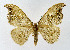  (Sabra - NHMO-DAR-10533)  @15 [ ] CreativeCommons - Attribution Non-Commercial Share-Alike (2016) Unspecified University of Oslo, Natural History Museum