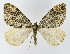  ( - NHMO-DAR-10534)  @13 [ ] CreativeCommons - Attribution Non-Commercial Share-Alike (2016) Unspecified University of Oslo, Natural History Museum