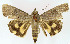  ( - NHMO-DAR-10548)  @13 [ ] CreativeCommons - Attribution Non-Commercial Share-Alike (2016) Unspecified University of Oslo, Natural History Museum