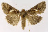  ( - NHMO-DAR-10552)  @14 [ ] CreativeCommons - Attribution Non-Commercial Share-Alike (2016) Unspecified University of Oslo, Natural History Museum