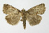  ( - NHMO-DAR-10553)  @13 [ ] CreativeCommons - Attribution Non-Commercial Share-Alike (2016) Unspecified University of Oslo, Natural History Museum
