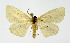  (Scopula emissaria - NHMO-DAR-10557)  @14 [ ] CreativeCommons - Attribution Non-Commercial Share-Alike (2016) Unspecified University of Oslo, Natural History Museum