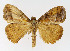  (Cifuna - NHMO-DAR-10562)  @14 [ ] CreativeCommons - Attribution Non-Commercial Share-Alike (2016) Unspecified University of Oslo, Natural History Museum