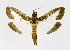  ( - NHMO-DAR-10564)  @14 [ ] CreativeCommons - Attribution Non-Commercial Share-Alike (2016) Unspecified University of Oslo, Natural History Museum