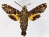  ( - NHMO-DAR-10571)  @14 [ ] CreativeCommons - Attribution Non-Commercial Share-Alike (2016) Unspecified University of Oslo, Natural History Museum