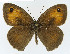  ( - NHMO-DAR-10578)  @11 [ ] CreativeCommons - Attribution Non-Commercial Share-Alike (2016) Unspecified University of Oslo, Natural History Museum