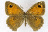  ( - NHMO-DAR-10579)  @11 [ ] CreativeCommons - Attribution Non-Commercial Share-Alike (2016) Unspecified University of Oslo, Natural History Museum