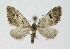  ( - NHMO-DAR-10719)  @14 [ ] CreativeCommons - Attribution Non-Commercial Share-Alike (2016) Unspecified University of Oslo, Natural History Museum