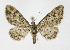  (Gymnoscelis rufifasciata - NHMO-DAR-10722)  @14 [ ] CreativeCommons - Attribution Non-Commercial Share-Alike (2016) Unspecified University of Oslo, Natural History Museum