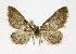  ( - NHMO-DAR-10723)  @13 [ ] CreativeCommons - Attribution Non-Commercial Share-Alike (2016) Unspecified University of Oslo, Natural History Museum