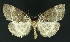  ( - NHMO-DAR-10777)  @14 [ ] CreativeCommons - Attribution Non-Commercial Share-Alike (2016) Unspecified University of Oslo, Natural History Museum