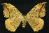  ( - NHMO-DAR-10790)  @13 [ ] CreativeCommons - Attribution Non-Commercial Share-Alike (2016) Unspecified University of Oslo, Natural History Museum
